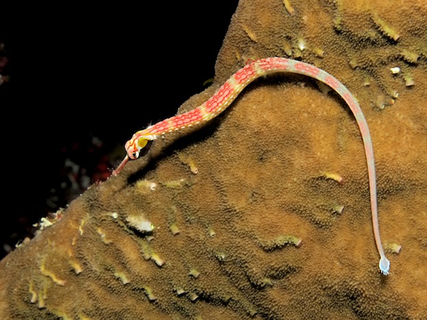 Pipefish Characteristics