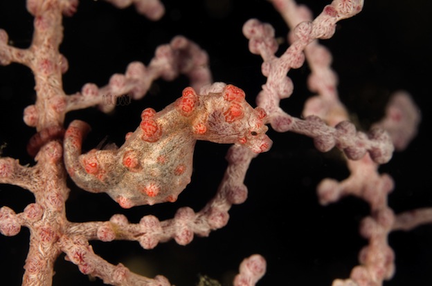 Pygmy sea horse characteristics
