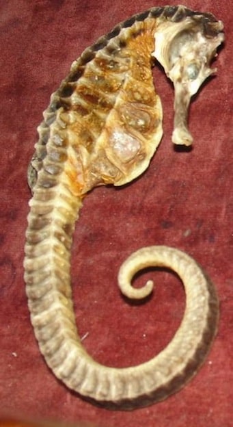 Pot bellied seahorse Characteristics