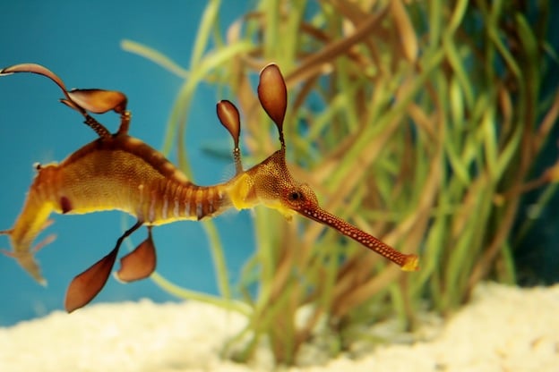 Weedy seadragon characteristics