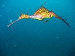 Amazing Weedy Sea Dragon Amazing Weedy Sea Dragon