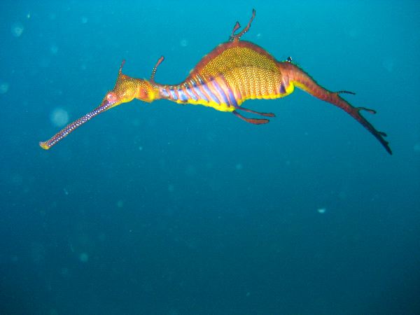 Amazing Weedy Sea Dragon