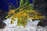 Beautiful Leafy Sea Dragon Beautiful Leafy Sea Dragon