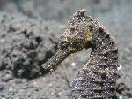 Camouflaged Seahorse Camouflaged Seahorse