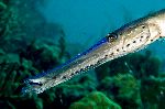 Caribbean Pipefish Close-up Caribbean Pipefish Close-up