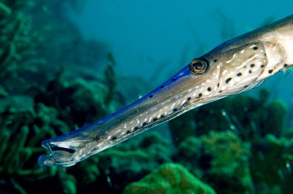 Caribbean Pipefish Close-up