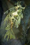 Extraordinary Leafy Sea Dragon - Phycodurus eques