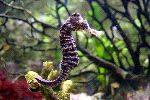 Hippocampus In Artificial Environment Hippocampus In Artificial Environment