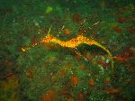 Juvenile Weedy Sea Dragon Juvenile Weedy Sea Dragon