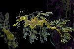 Leafy Sea Dragon In Indonesia Leafy Sea Dragon In Indonesia