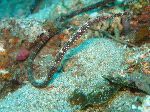 Long Pipefish Long Pipefish