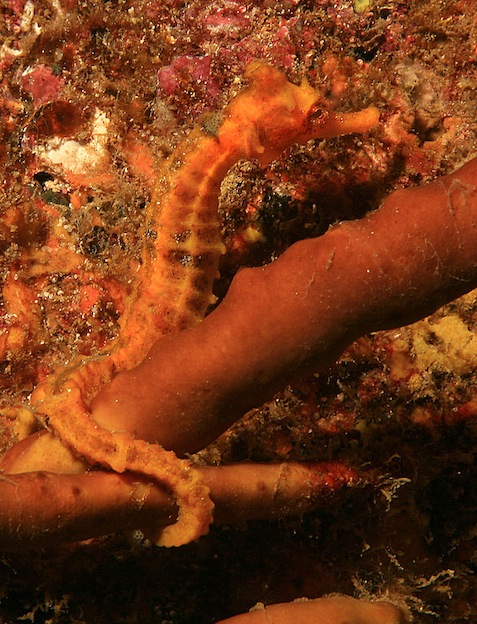 Information about Pacific seahorse