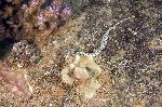 Pipefish In the Pacific Ocean Pipefish In the Pacific Ocean