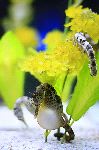 Pregnant Seahorse Pregnant Seahorse