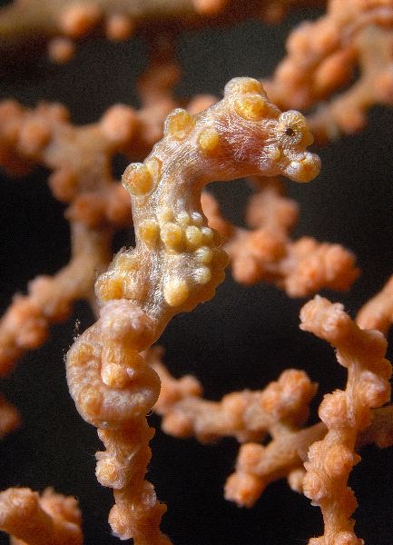 Rare and Exotic Pygmy Seahorse - Hippocampus bargibanti