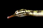 Reticulated Pipefish Close-Up Reticulated Pipefish Close-Up