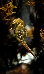 Seahorse -Hippocampus - In Aquarium Seahorse -Hippocampus - In Aquarium