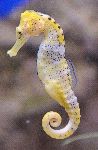 Seahorse - Hippocampus Close-Up Seahorse - Hippocampus Close-Up