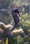 Seahorse Also Known as Hippocampus Seahorse Also Known as Hippocampus