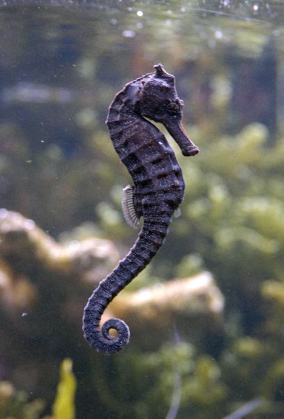 Seahorse Also Known as Hippocampus