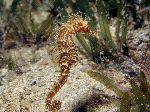 Seahorse On Sand Field Seahorse On Sand Field