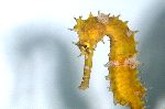 Seahorse and Shadow Seahorse and Shadow