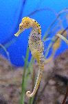 Spotted Hippocampus o Seahorse