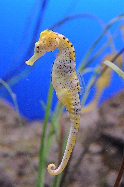 Spotted Hippocampus o Seahorse