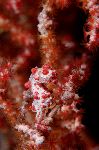 The Exotic Pygmy Seahorse - Hippocampus bargibanti The Exotic Pygmy Seahorse - Hippocampus bargibanti