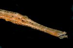 Unusual Pipefish Unusual Pipefish