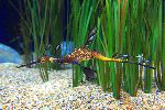 Weedy Sea Dragon - Phyllopteryx taeniolatus Weedy Sea Dragon - Phyllopteryx taeniolatus