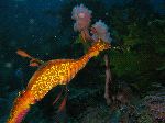 Weedy Sea Dragon In His Natural Habitat Weedy Sea Dragon In His Natural Habitat