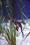 Weedy Sea Dragon in Aquarium Weedy Sea Dragon in Aquarium