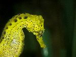 Yellow Seahorse Close Up