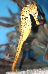 Yellow Seahorse Standing On Tail