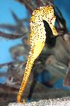 Yellow Seahorse Standing On Tail Yellow Seahorse Standing On Tail