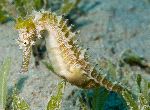 Yellow and White Seahorse Yellow and White Seahorse
