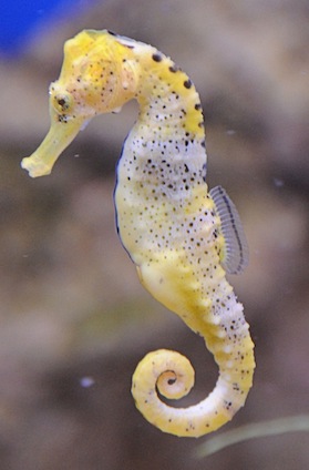 Facts about Seahorses - Seahorse Facts and Information