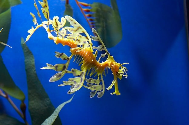 Leafy seadragon or Glauert's seadragon