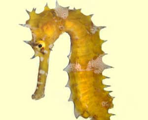 top seahorse facts