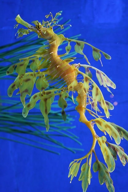 Seahorse Species - Seahorse Facts and Information